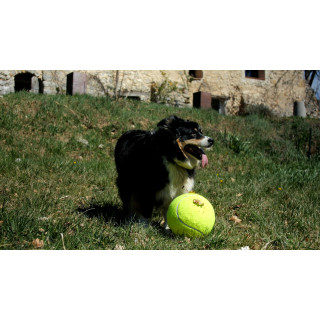 Jouet pour chien Balle de tennis XL CAMON